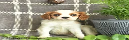 Cavalier King Charles Spaniel dogs for sale: Coconut Kisses  - Ad 3