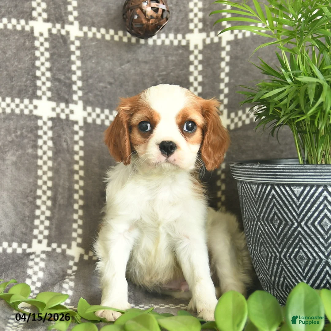 Cavalier King Charles Spaniel dogs for sale: Coconut Kisses  - Ad 3