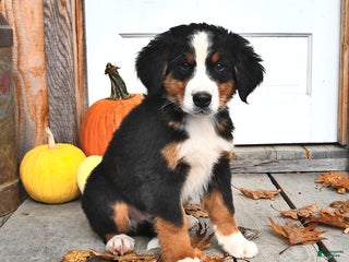 Bernese Mountain Dog dogs - Ad 3