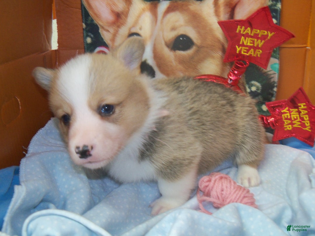 Welsh Corgi Pembroke dogs for sale: Garry - Ad 2
