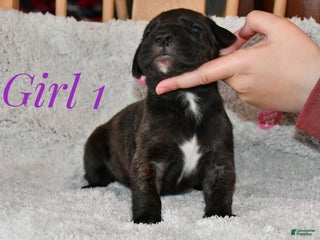 Great Dane dogs Brindle female 2 - Ad 36