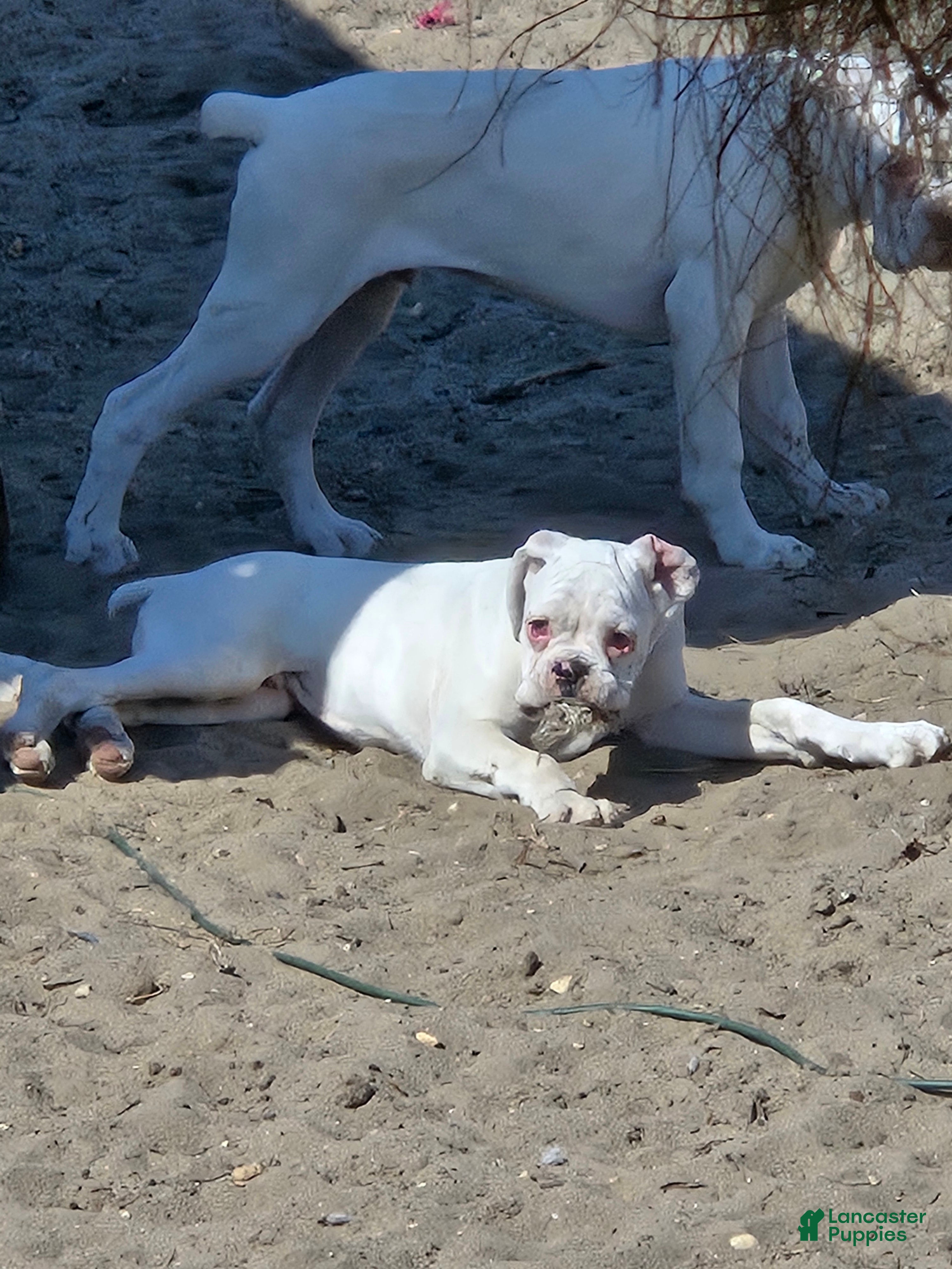 Boxer dogs Pete - Ad 2