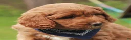Labradoodle dogs for sale: Parker - Ad 3