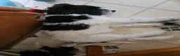 Bordoodle dogs for sale: Dotty  - Ad 5