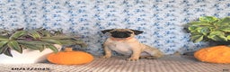 Pug dogs for sale: Goldie - Ad 12