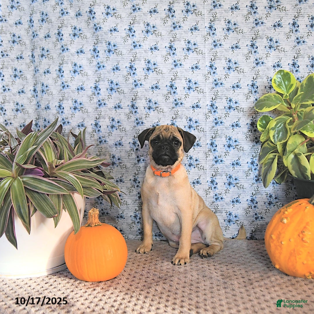 Pug dogs for sale: Goldie - Ad 12