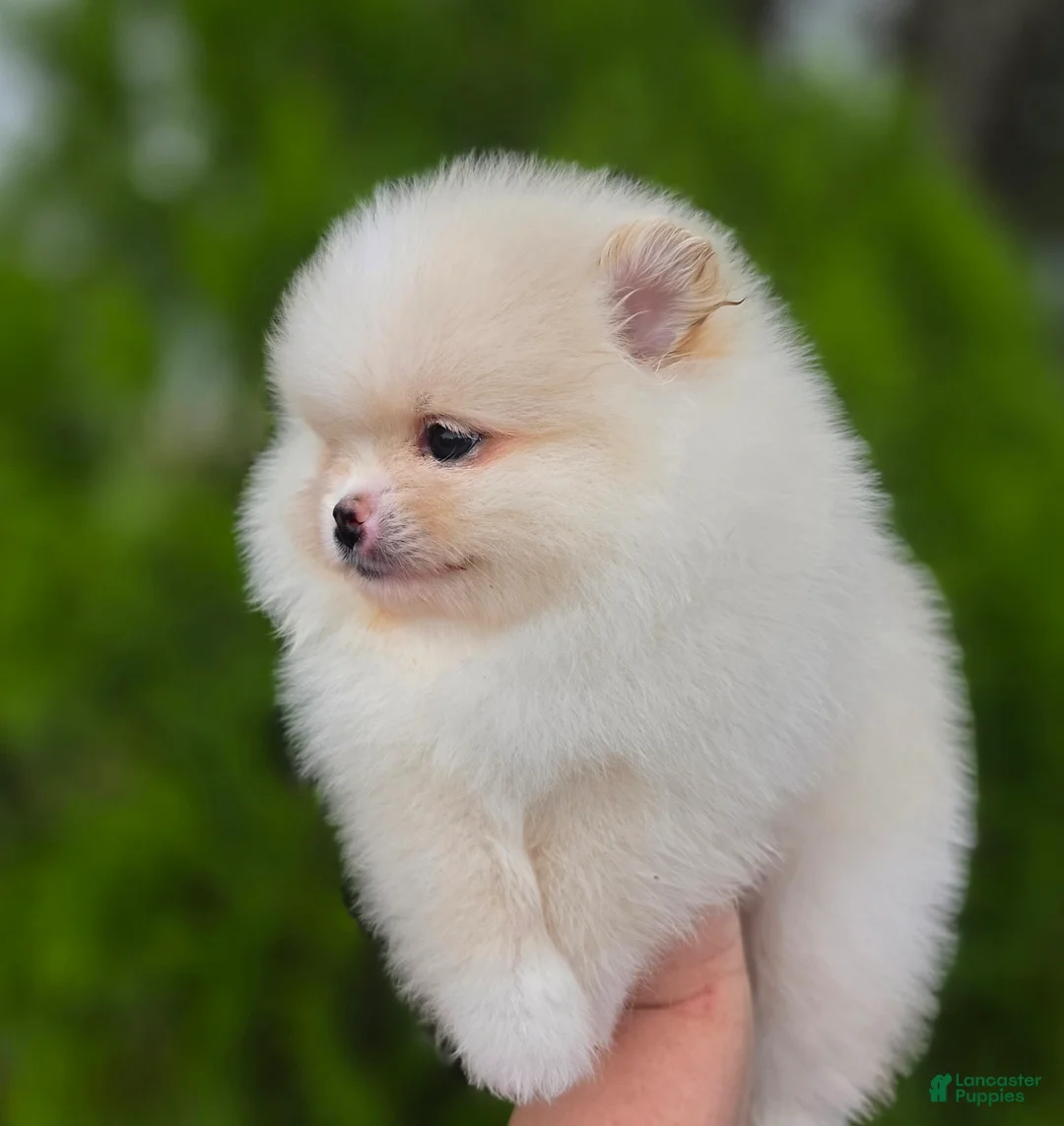 Pomeranian dogs for sale: Raphael  - Ad 3