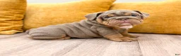 English Bulldog dogs for sale: Walter  - Ad 5