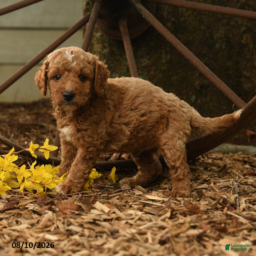 Goldendoodle dogs Ollie - Ad 2