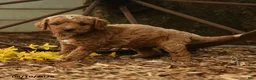 Goldendoodle dogs for sale: Ollie - Ad 2