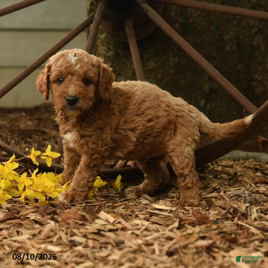 Goldendoodle dogs for sale: Ollie - Ad 2
