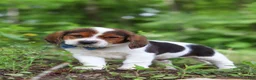 Beagle dogs for sale: Crew - Ad 7