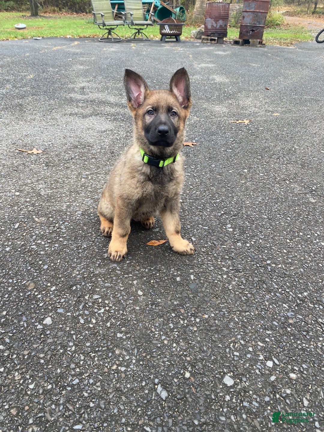 German Shepherd dogs for sale: Rocky - Ad 1