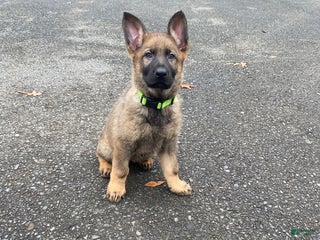 German Shepherd dogs for sale: Rocky - Ad 3