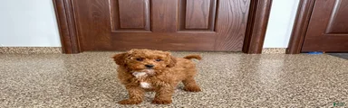 Cavapoo F1b Male Puppy 2