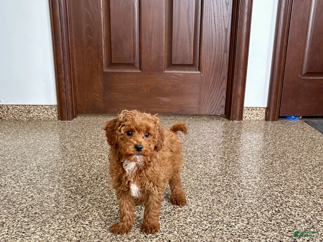 Cavapoo dogs for sale: Cavapoo F1b Male Puppy 2 - Ad 1