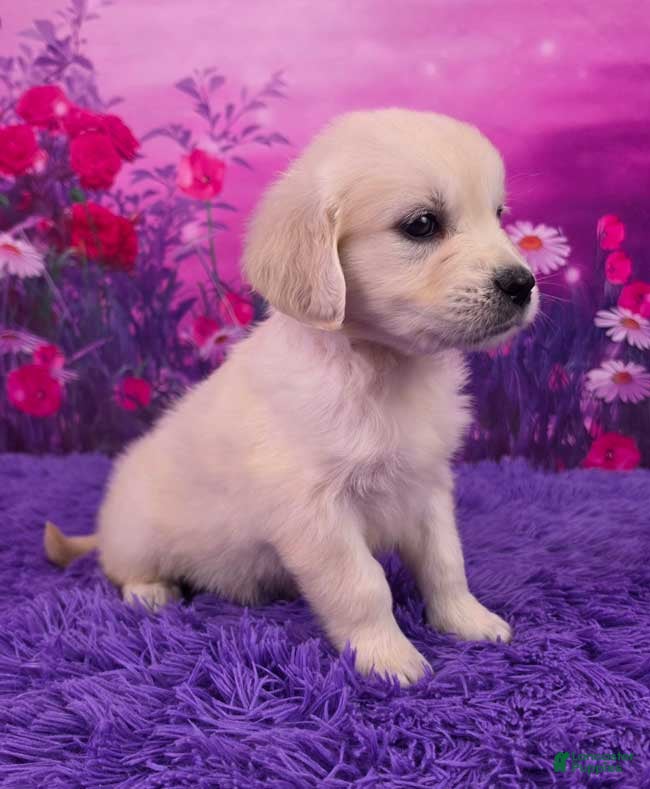Golden Retriever dogs Lila - Ad 2