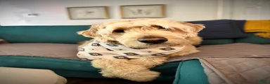 Goldendoodle 4
