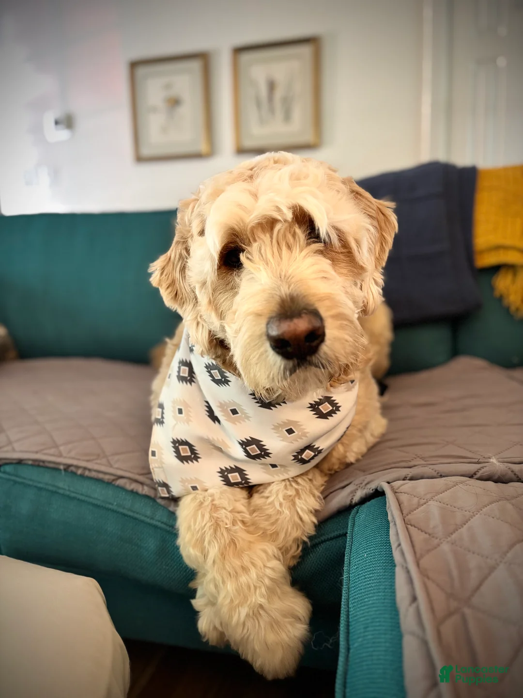Goldendoodle dogs for sale: Goldendoodle 4 - Ad 1