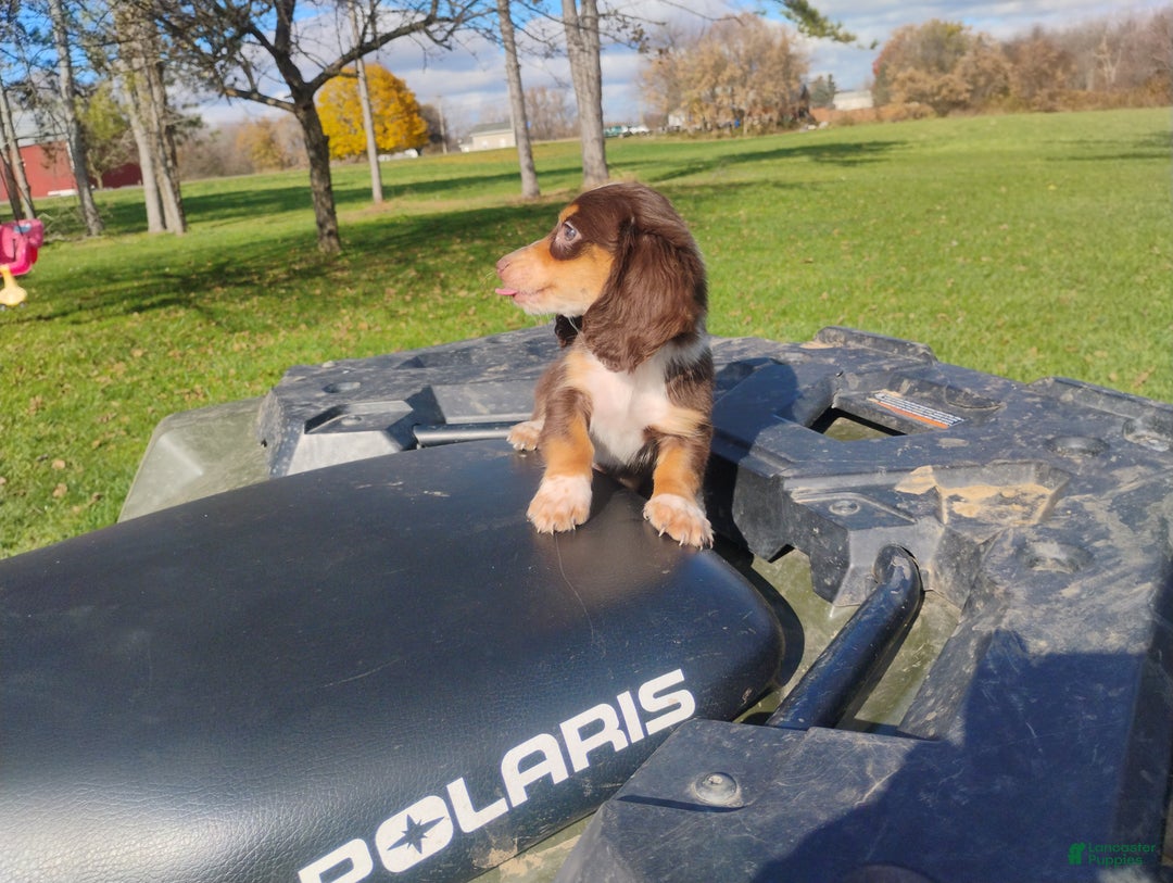 Miniature Dachshund dogs for sale: Luna - Ad 11