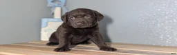 Labrador Retriever dogs for sale: Jewel - Ad 3