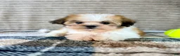 Malshi dogs for sale: Shock - Ad 3