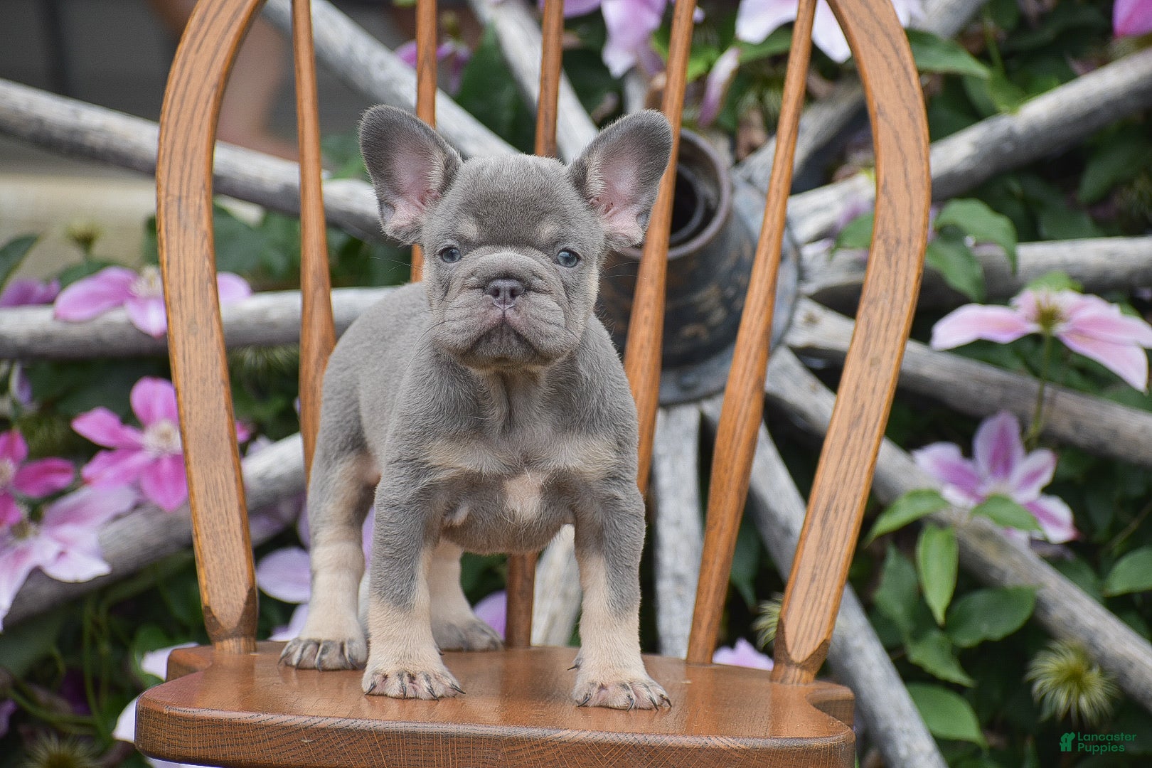 French Bulldog dogs Zara - Ad 1