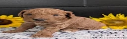 Mini Goldendoodle dogs for sale: Mini-Mason - Ad 9
