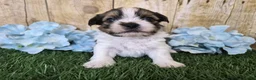 Shorkie dogs for sale: Cash - Ad 3