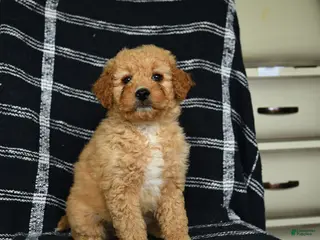 Mini Goldendoodle dogs for sale: Diamond - Ad 1