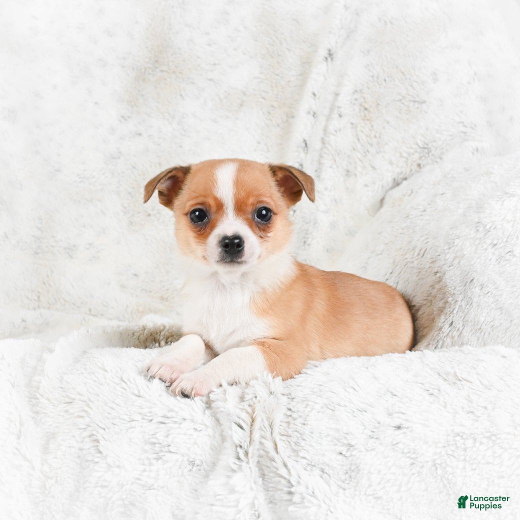 Chihuahua dogs Teddy - Ad 15