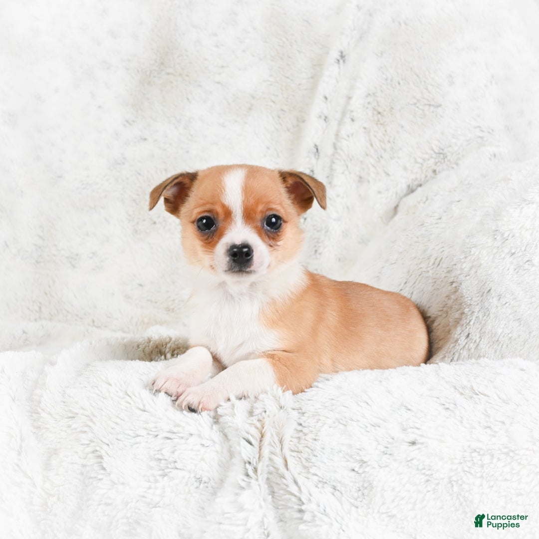 Chihuahua dogs for sale: Teddy - Ad 1