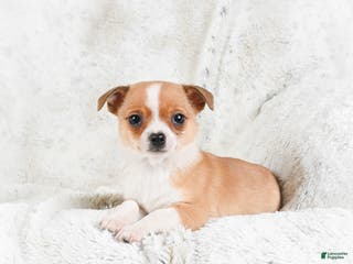 Chihuahua dogs Teddy - Ad 26