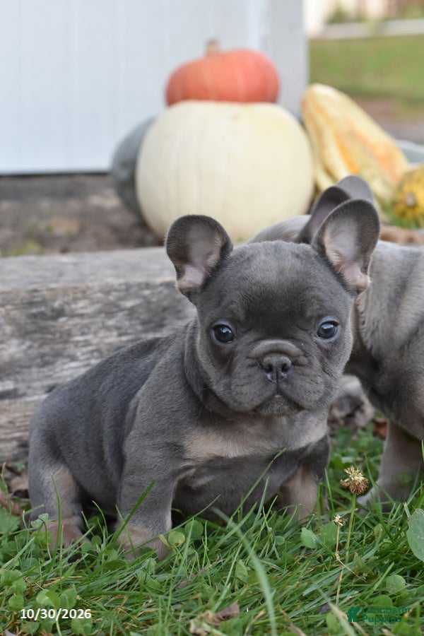 French Bulldog dogs for sale: Sierra - Ad 2