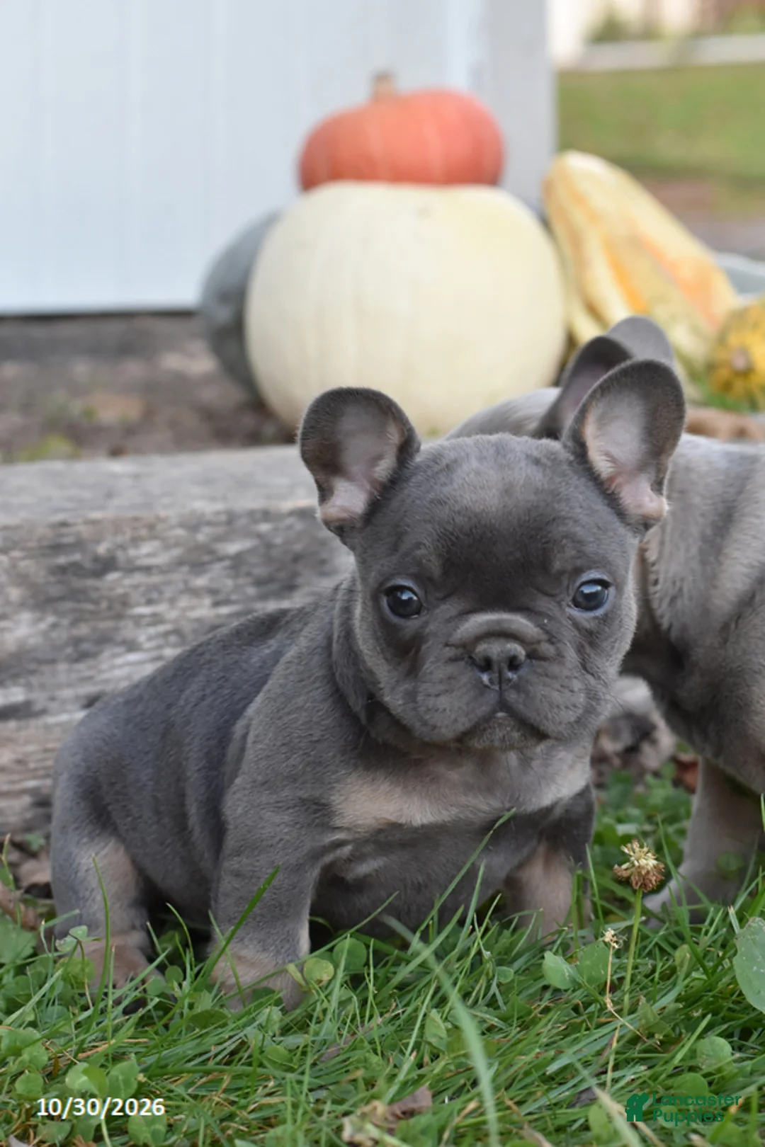 French Bulldog dogs for sale: Sierra - Ad 2