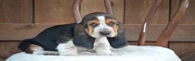 Bruno