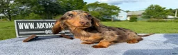 Miniature Dachshund dogs for sale: AKC Russian Ch line - Ad 7