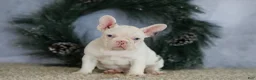 French Bulldog dogs for sale: Logan - Ad 1