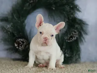 French Bulldog dogs Logan - Ad 3