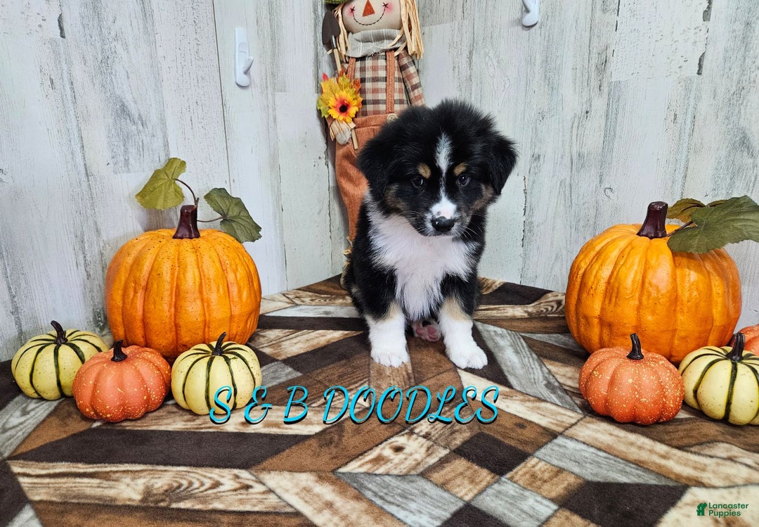 Miniature Australian Shepherd dogs for sale: Spiderman - Ad 4