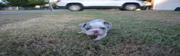 English Bulldog dogs for sale: Butterfly  - Ad 6