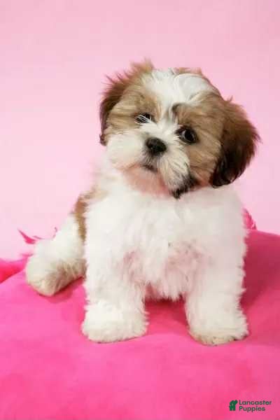 Shih Tzu dogs Amber - Ad 24