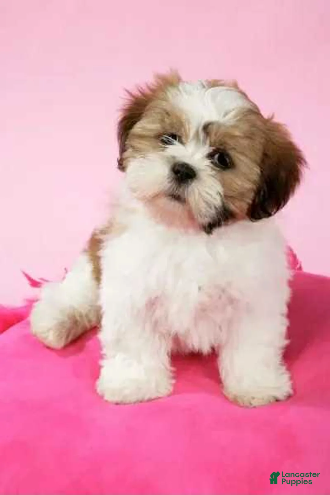 Shih Tzu dogs for sale: Amber - Ad 1