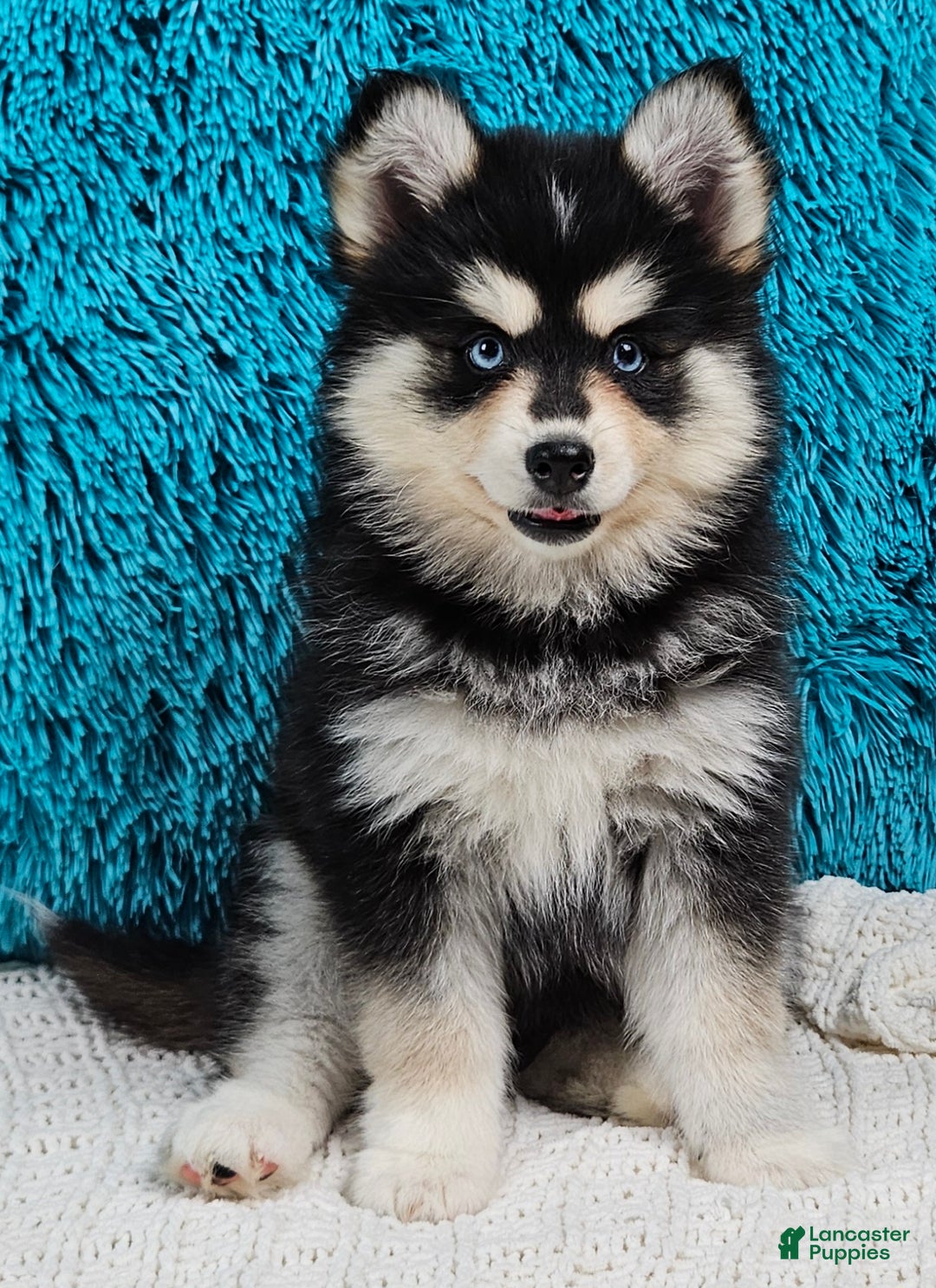 Pomsky dogs for sale: Shelby  - Ad 2