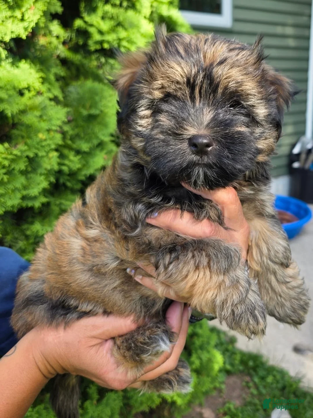 Havanese dogs for sale: Bruno  - Ad 2