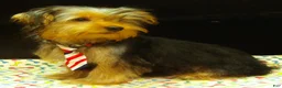 Yorkshire Terrier dogs for sale: Samson - Ad 6