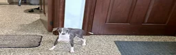 Italian Greyhound dogs for sale: Sharon - Ad 6