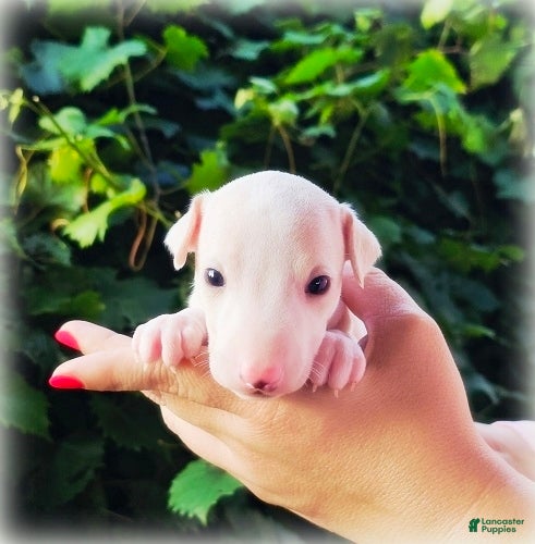 Italian Greyhound dogs Diorin - Ad 1