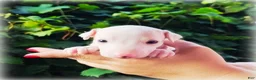 Italian Greyhound dogs for sale: Diorin - Ad 1