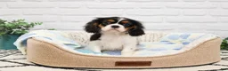 Cavalier King Charles Spaniel dogs for sale: Kaiden - Ad 5